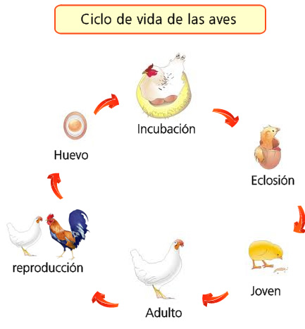 ciclo de vida de las aves