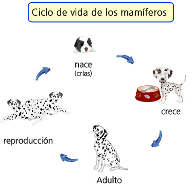 ciclo de vida de los mamíferos