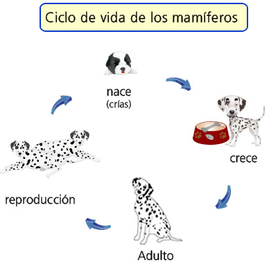 Ciclo De Vida De Las Aves Y Mamiferos