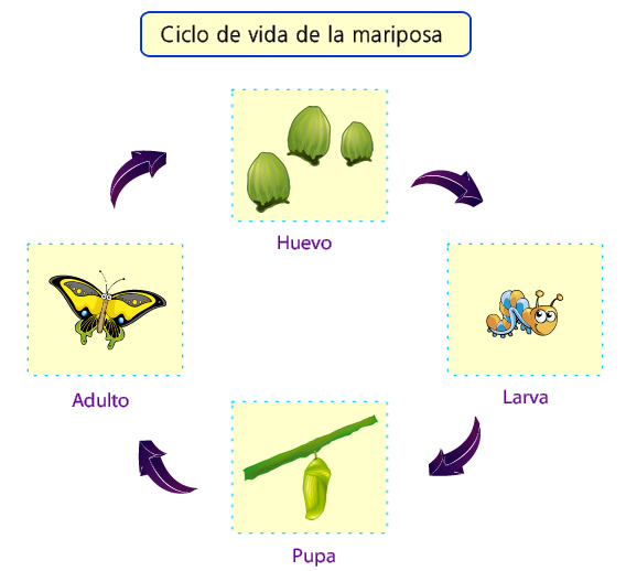 Ciclo de vida de las mariposas