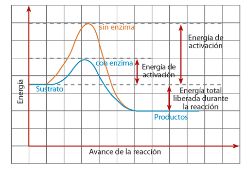 cinetica_quimica_12.jpg (508×358)