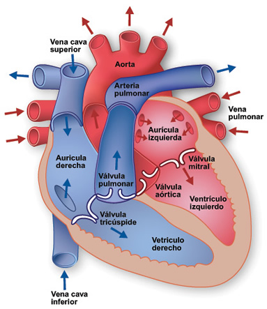 corazon_1.jpg (383×443)