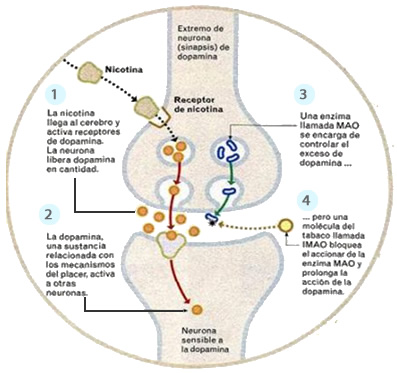 drogas_sistema_nervioso_2.jpg (397×373)