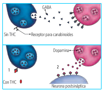 drogas_sistema_nervioso_4.jpg (350×305)