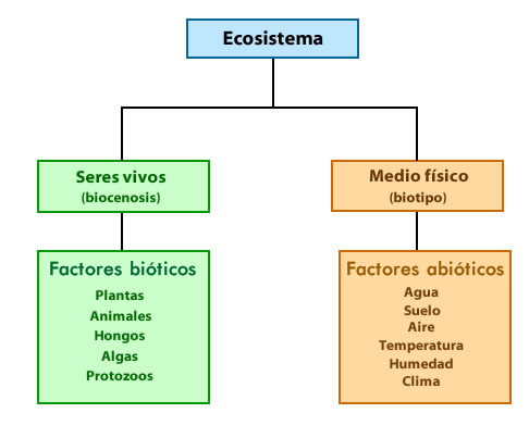 Qué es un ecosistema