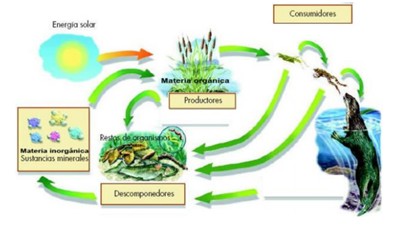 ecosistema_3.jpg (589×334)