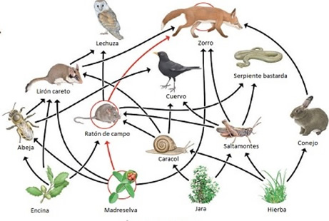 ecosistema_5.jpg (461×310)