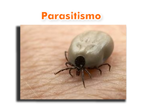 parasitismo