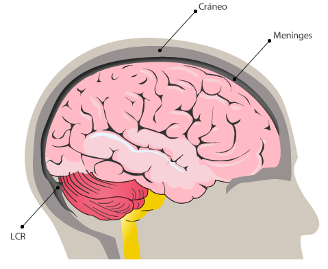 encefalo_1.jpg (497×424)