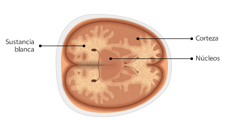 encefalo_3.jpg (450×234)
