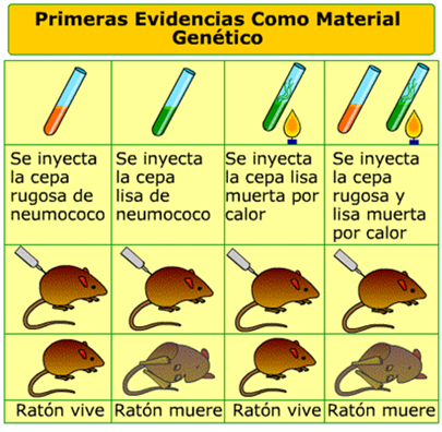 experimentos_DNA_1.jpg (405×396)