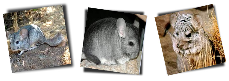 Chinchilla