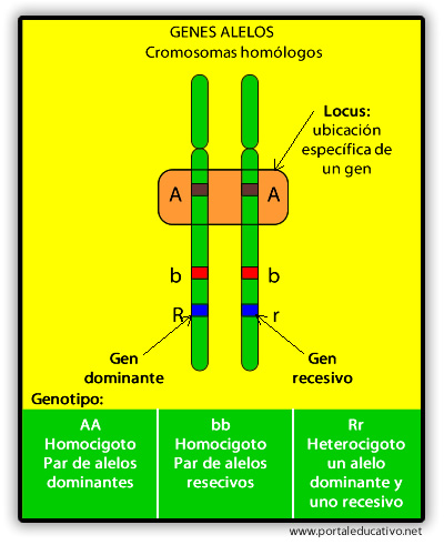 genes alelos.jpg (400×500)