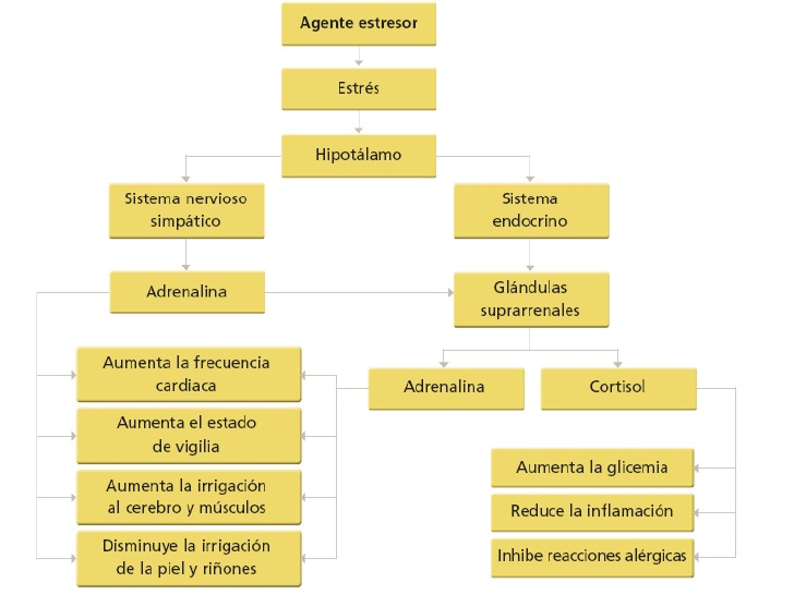 homeostasis_estres_1.jpg (728×546)