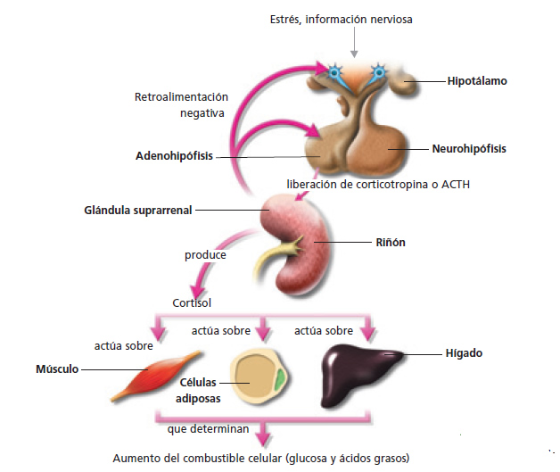 homeostasis_estres_4.jpg (628×529)