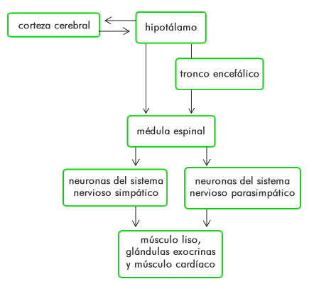 homeostasis_regulacion_2.png (435×400)