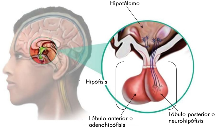 homeostasis_regulacion_3.jpg (699×419)