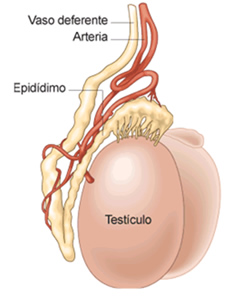 hormonas_11.jpg (248×297)