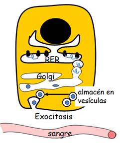 hormonas_4.jpg (249×296)