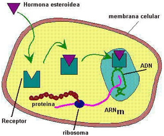 hormonas_5.jpg (324×269)