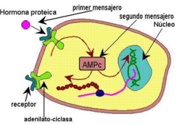 hormonas_6.jpg (365×255)