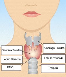 hormonas_7.jpg (226×264)