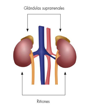 hormonas_9.jpg (301×353)