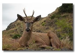 huemul