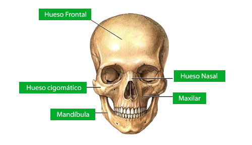 Huesos de la cabeza