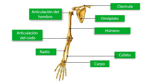 Huesos de las extremidades superiores