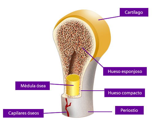 partes del hueso