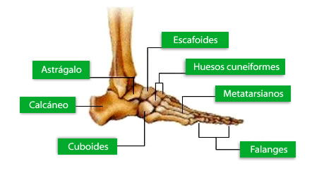 Huesos del pie