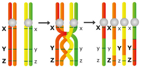 meiosis_1.jpg (456×219)