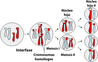 meiosis_10.jpg (321×203)