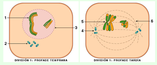 meiosis_2.jpg (529×219)