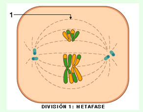 meiosis_3.jpg (292×230)