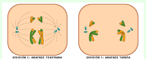 meiosis_4.jpg (559×228)