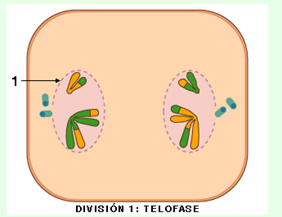 meiosis_5.jpg (282×217)