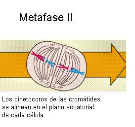 meiosis_7.jpg (273×258)