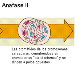 meiosis_8.jpg (257×237)