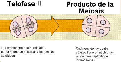 meiosis_9.jpg (424×218)