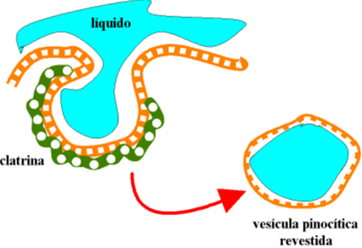 membrana_plasmatica_4.jpg (362×248)