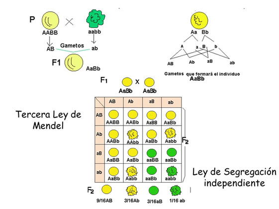 Leyes De Mendel Y Sus Cruces Kulturaupice