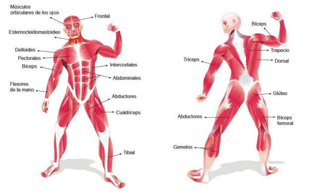 sistema muscular