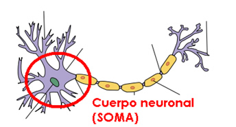 neurona_soma.jpg (344×185)