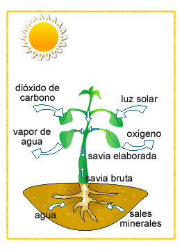 plantas