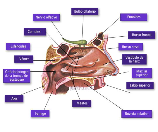 Olfato Sentido Del Tacto Olfato Anatomia Y Fisiologia 9673