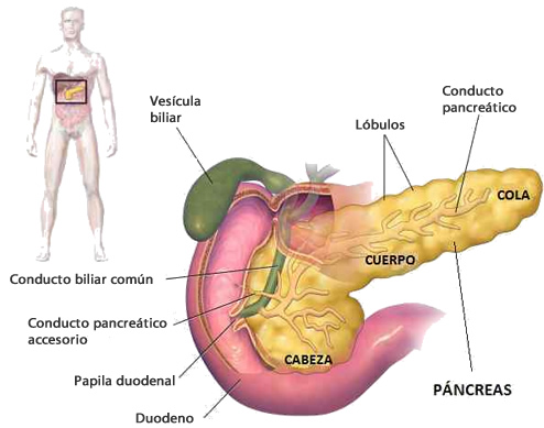 pancreas.jpg (494×389)