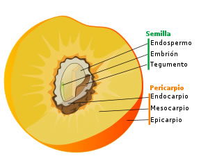 fruto