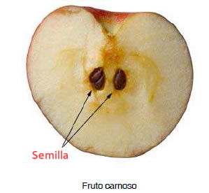 semilla